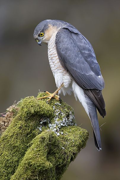 Krahujec obecný (Accipiter nisus) je malý druh dravce z čeledi jestřábovitých